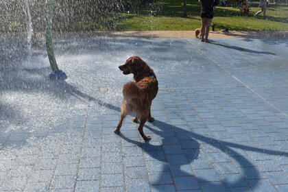 Hund unter Wasserregen