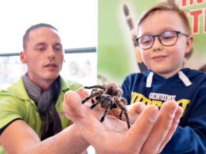 Besucher, die sich trauen dürfen eine echt Spinne auf die Hand nehmen