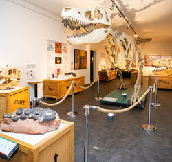 Blick in den Ausstellungsteil „Theropoden“; im Zentrum das Skelett von Tarbosaurus baatar, einem Tyrannosauriden aus der Mongolei.