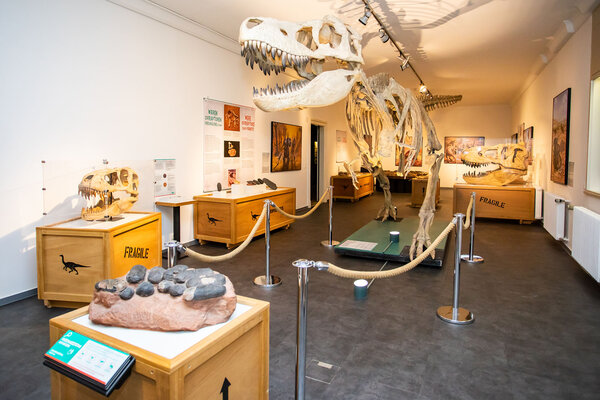 Blick in den Ausstellungsteil „Theropoden“; im Zentrum das Skelett von Tarbosaurus baatar, einem Tyrannosauriden aus der Mongolei.