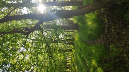 Frühling im Wald