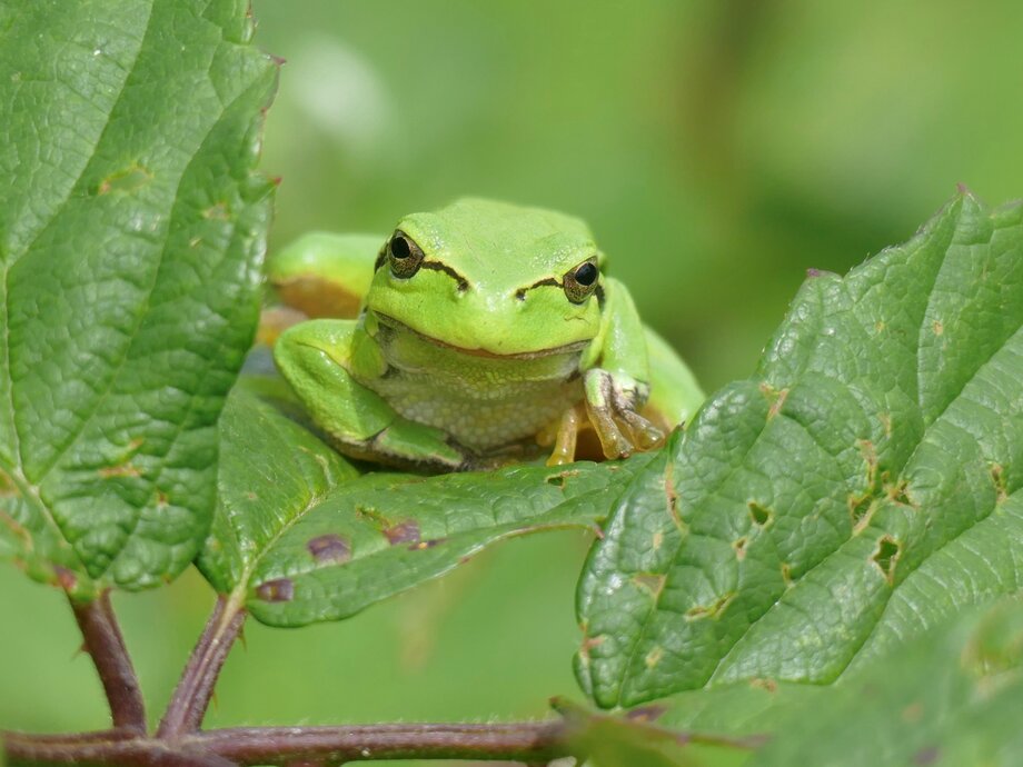 Laubfrosch Riddagshausen