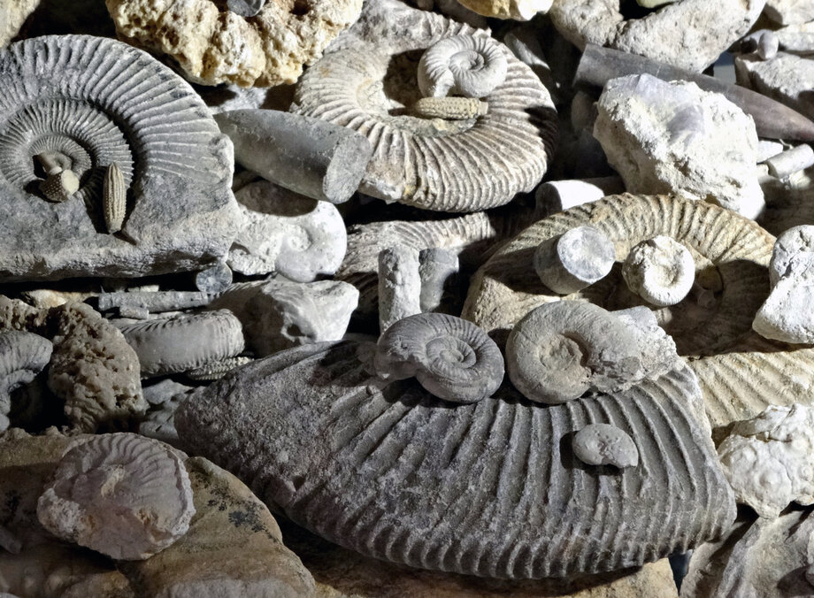 Tag der Fossilien, Mineralien und Gesteine