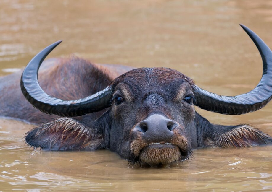 Wasserbüffel