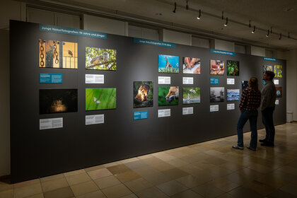 Blick in die Ausstellung "Wildlife Photographer of the Year 2024"