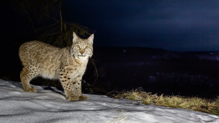 Harz-Luchse – Die Rückkehr der Raubkatzen