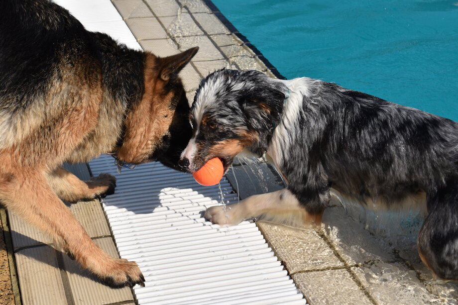 Zwei Hunde, welche am Beckenrand um ein Hundespielzeug kämpfen